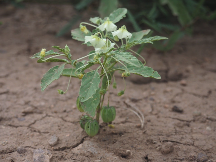 Sapria himalayana (Rafflesiaceae)