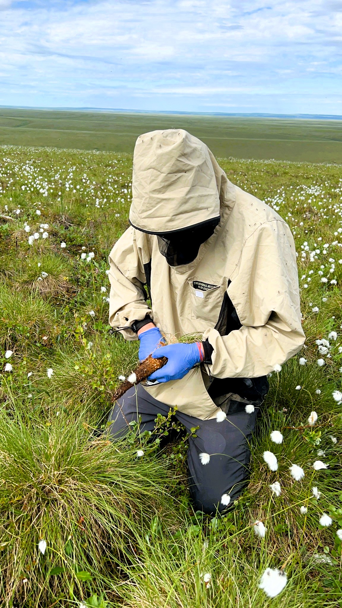 Collecting Eriophorum samples in northern Alaska for phytobiome research