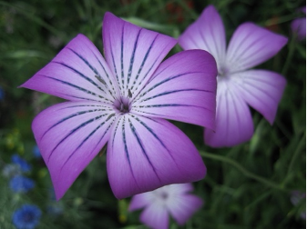 Purple Flower