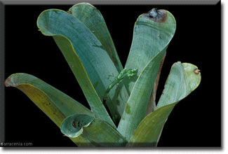 carnivorous plant, Brocchinia preflowers, plant, flower