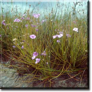 Byblis gigantea, carnivorous plants