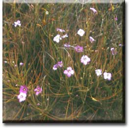 Carnivorous plant - Byblis gigantea