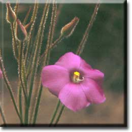 Carnivorous plants - Byblis gigantea