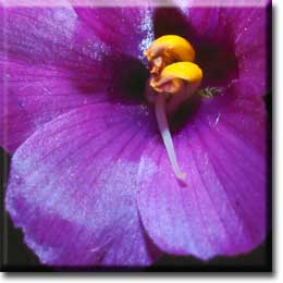 Carnivorous plant - Byblis gigantea