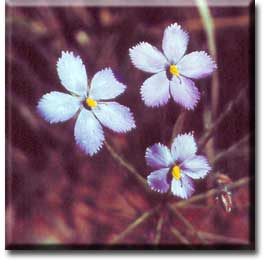 Carnivorous plant - Byblis linifolia