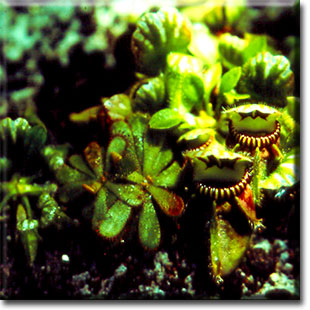 Carnivorous plant - Cephalotus follicularis