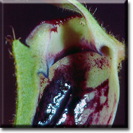 Carnivorous plant - Cephalotus follicularis