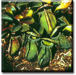 Carnivorous plant - Cephalotus follicularis