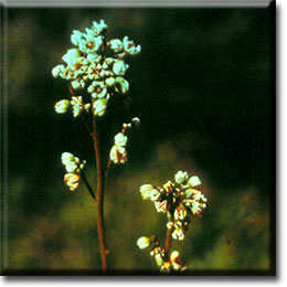 Carnivorous plant - Cephalotus follicularis