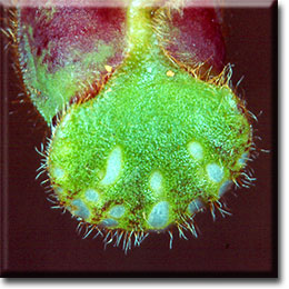 Carnivorous plant - Cephalotus follicularis