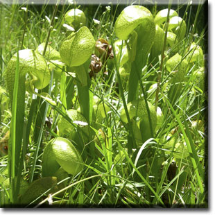 carnivorous plants, Darlingtonia, plant, flower