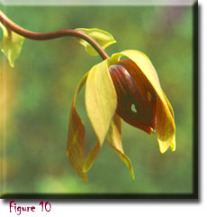 Carnivorous plant - Darlingtonia californica