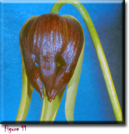 Carnivorous plant - Darlingtonia californica