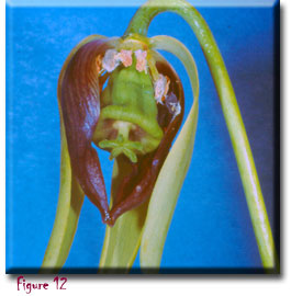 Carnivorous plant - Darlingtonia californica