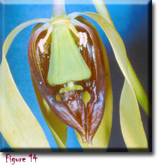 Carnivorous plants - Darlingtonia californica