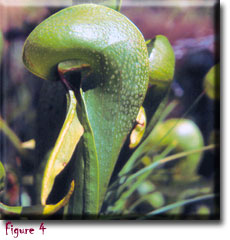 Carnivorous plants - Darlingtonia californica