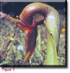 Carnivorous plant - Darlingtonia californica