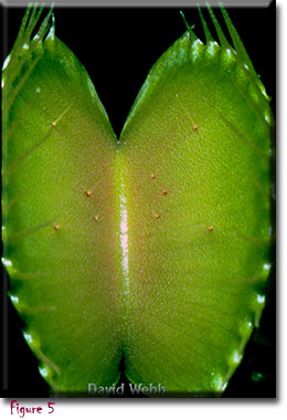 venus flytrap, carnivorous plant, Dionaea muscipula