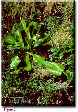 venus flytrap, carnivorous plant, Dionaea muscipula