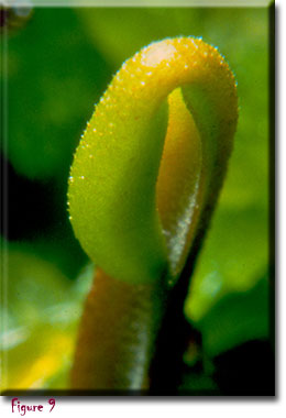 venus flytrap, carnivorous plant, Dionaea muscipula