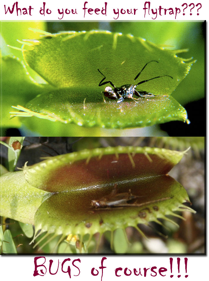 Venus Fly Trap Dionaea Muscipula