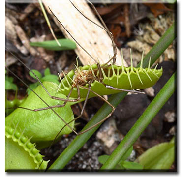 venus flytrap, carnivorous plant, Dionaea muscipula captures a Daddy Longleggs