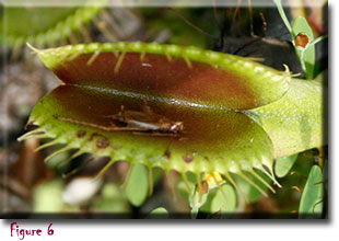 venus flytrap, carnivorous plant, Dionaea muscipula