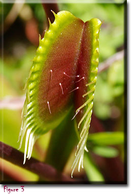 1x Adult Plant: Classic Venus Flytrap Dionaea Muscipula 