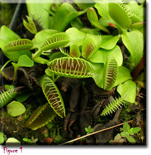 Venus Flytrap  Learn With the South Carolina Aquarium