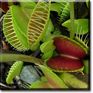 insectivorous plants with names