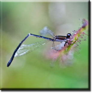 carnivorous plants, Drosera, plant, flower