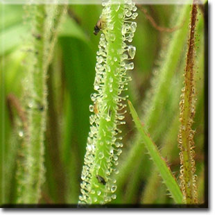 carnivorous plant, Drosophyllum lusitanicum, plant, flower