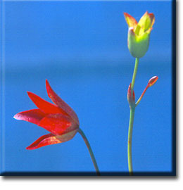 Heliamphora heterodoxa, Carnivorous Plants