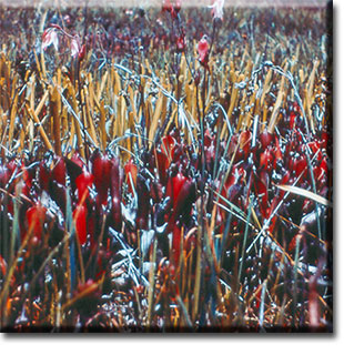 Heliamphora minor, Carnivorous Plants