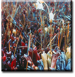 Heliamphora tatei, Carnivorous Plants