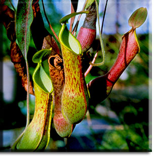 Nepenthes, Monkey Cups, Carnivorous plants