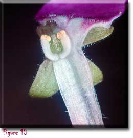 Pinguicula caerulea, butterworts, Sherwin Carlquist, Carnivorous plants