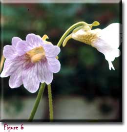 Pinguicula caerulea, butterworts, Sherwin Carlquist, Carnivorous plant