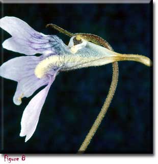 Pinguicula caerulea, butterworts, Sherwin Carlquist, Carnivorous plant