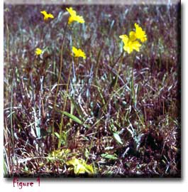 Pinguicula lutea, Sherwin Carlquist, butterworts, Carnivorous plants