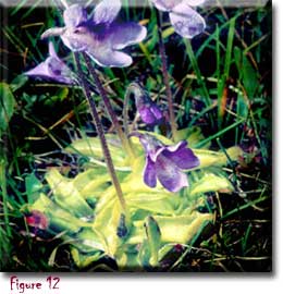 Pinguicula vulgaris, butterworts, David Webb, Carnivorous plant