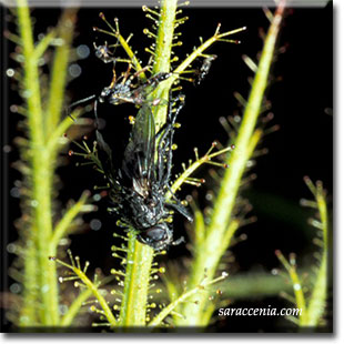 carnivorous plants, Roridula dentata, plant, flower