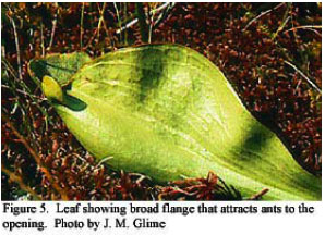 carnivorous plant, sarracenia