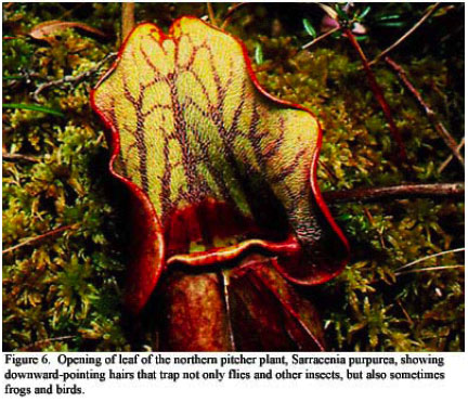 carnivorous plant, sarracenia