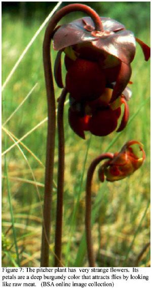 carnivorous plant, sarracenia