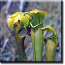 Carnivorous plant - Sarracenia alata