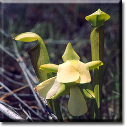 Carnivorous plant - Sarracenia alata