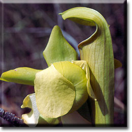 Carnivorous plant - Sarracenia alata