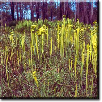 Carnivorous plant - Sarracenia flava