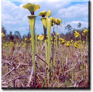 Carnivorous plant - Sarracenia flava